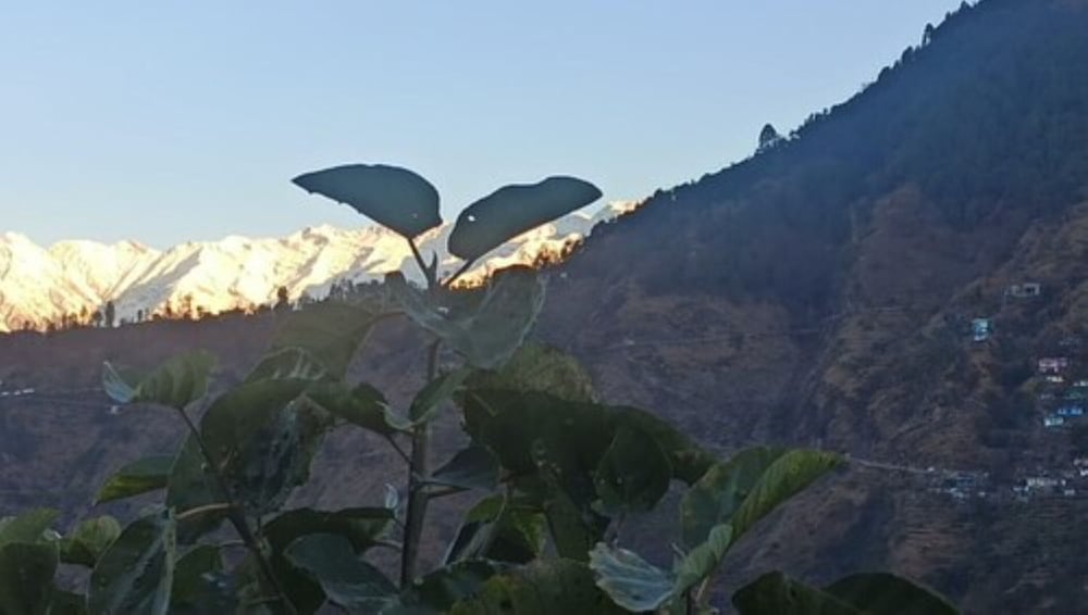 Goroomgo Green Valley Homestay Chopta view 4