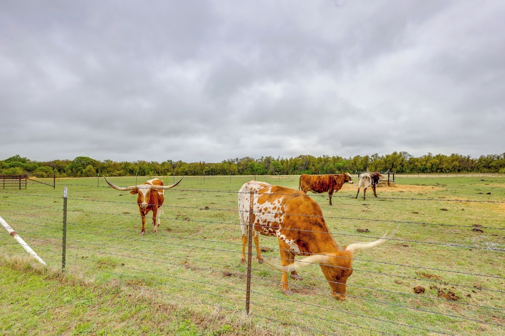Bunkhouse on Working Texas Ranch w/ Horses & Cows!