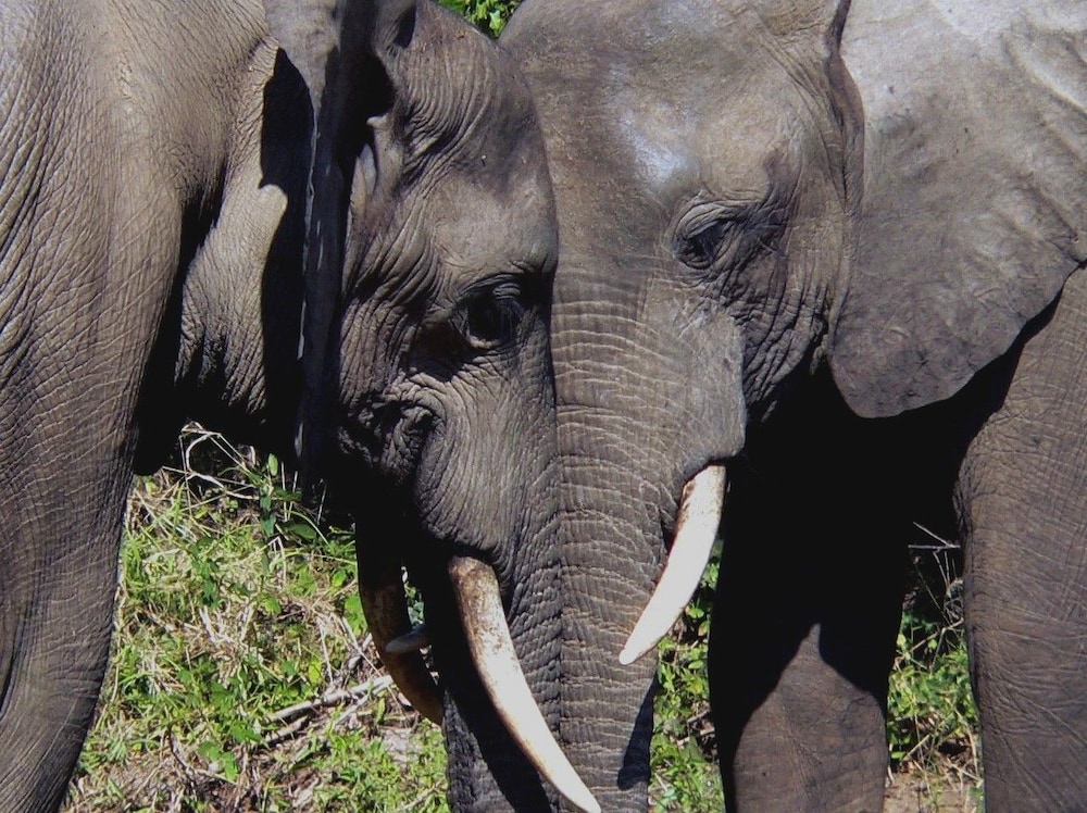 Bongwe Kafue Camp