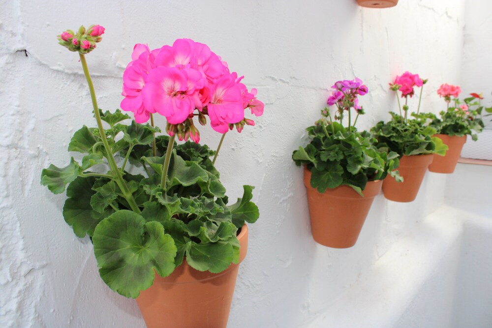 Fan Flat San Juan