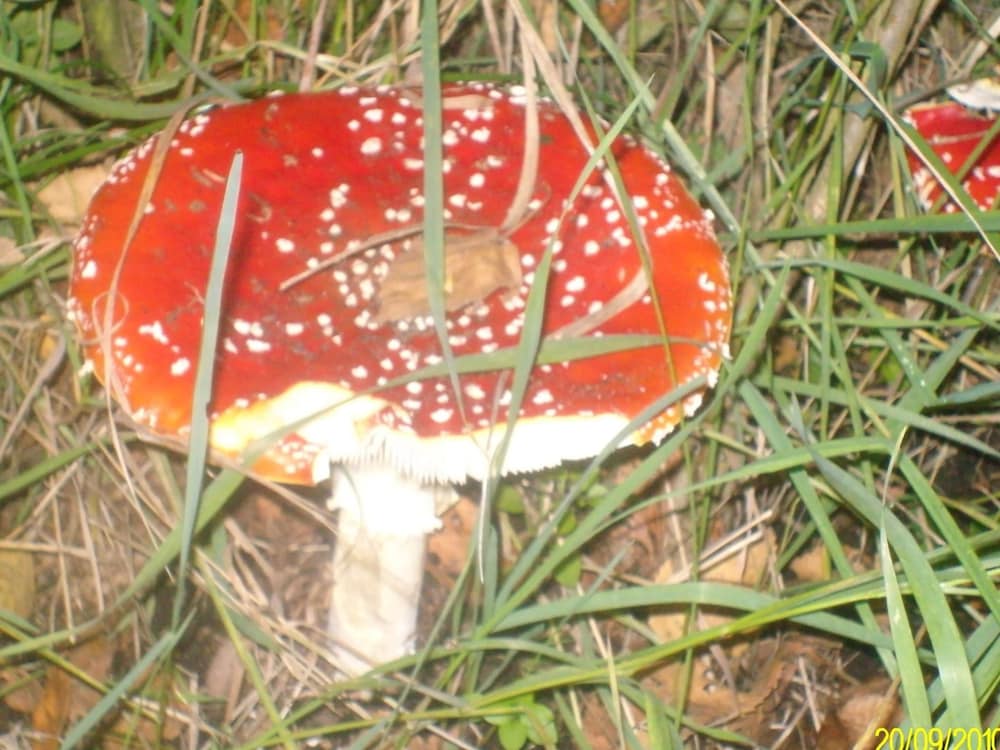 Photo 31