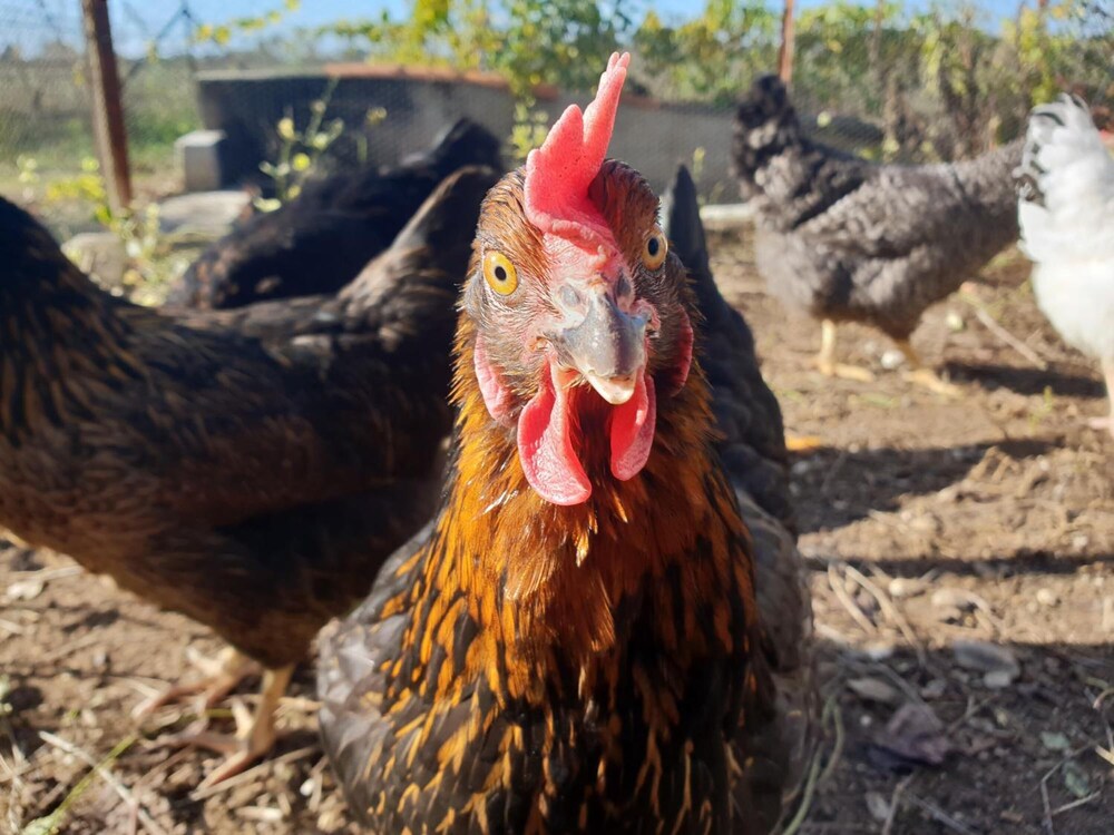 other
