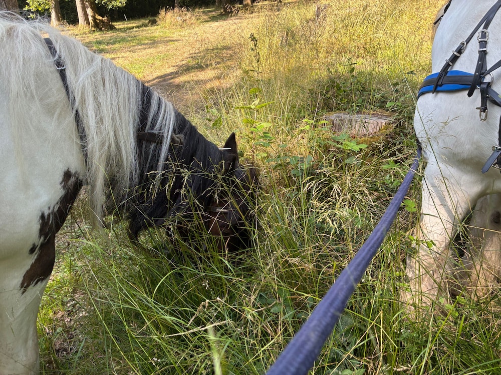 2 Guests - Pet Friendly - Traditional Gypsy Vardo