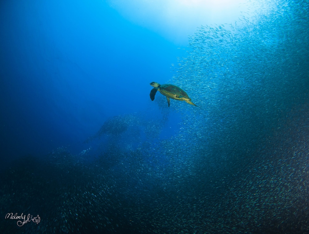 Turtle Bay Dive Resort