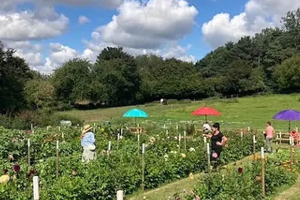 Flower Farm Glamping Retreat in Suffolk