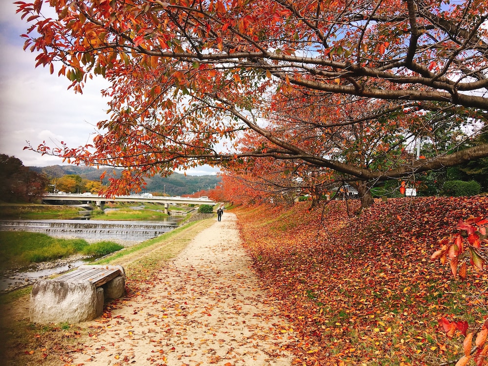 My Pavilion to Arasiyama & Gion