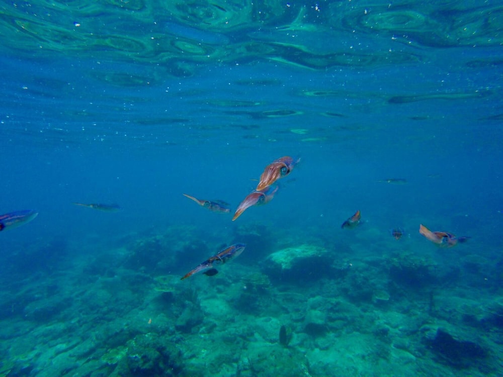 Angel Fish Cove
