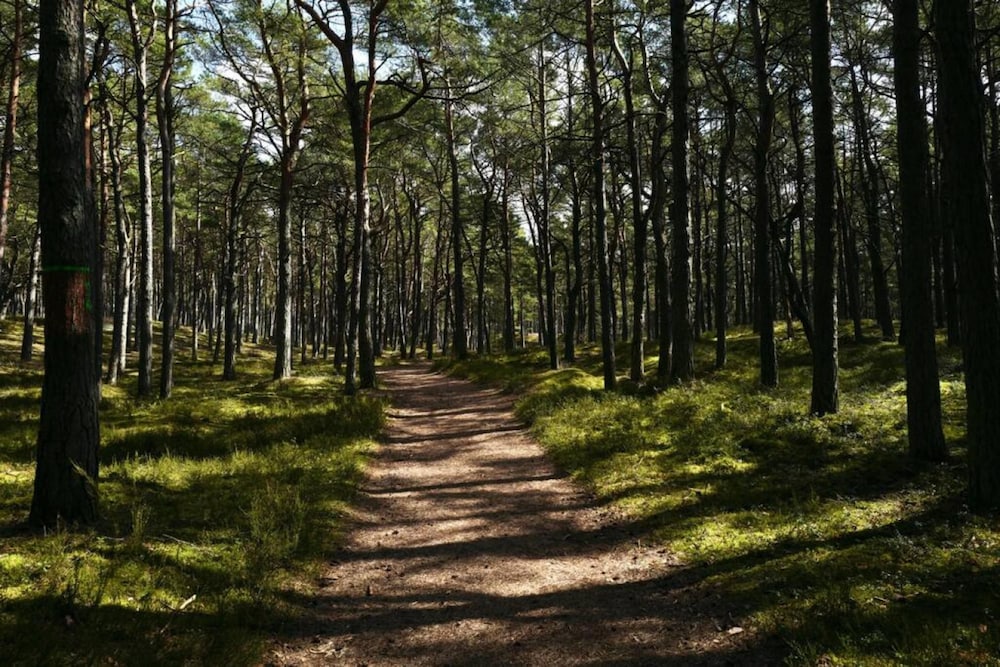 Art Forrest 33 B in Rogowo