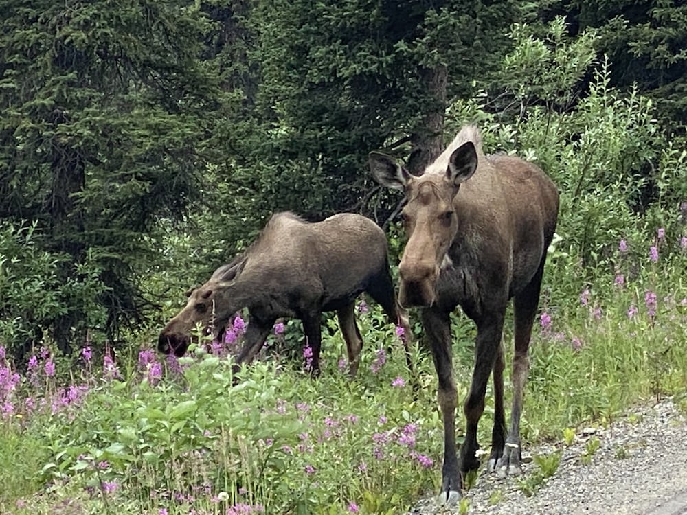 Denali RV Park and Motel view 4