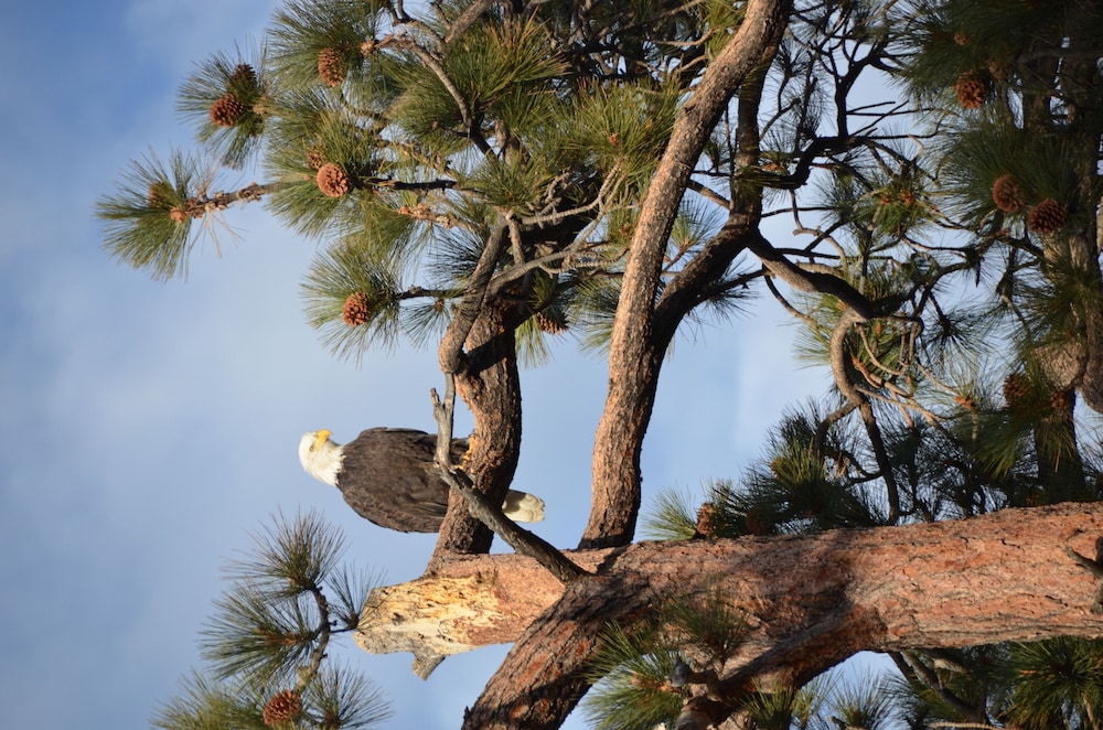 Where Eagles Fly Bed & Breakfast
