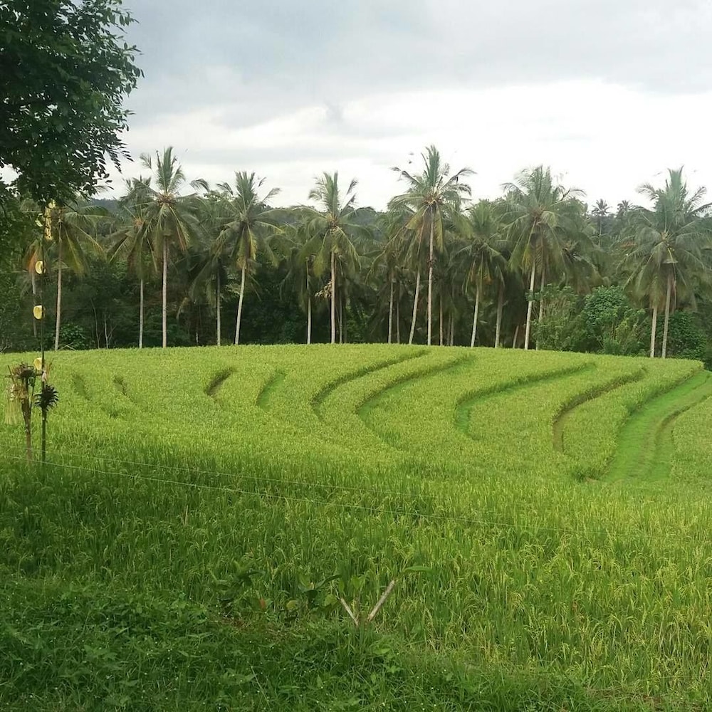 Bali Green Retreat view 5