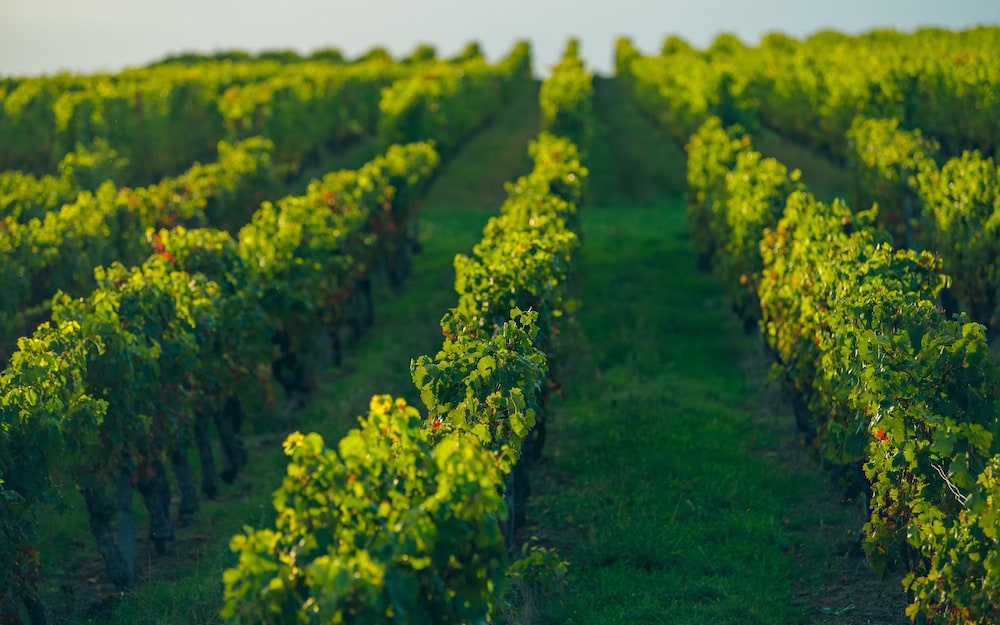 Domaine de Mercade