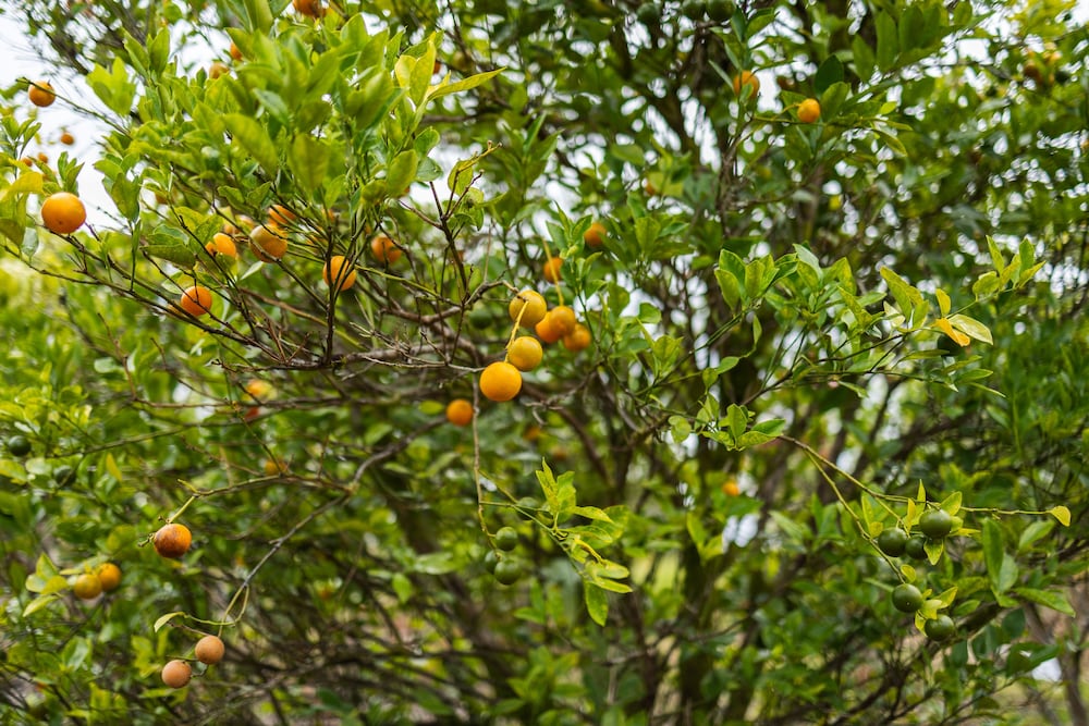 The Blissful Orchard view 5