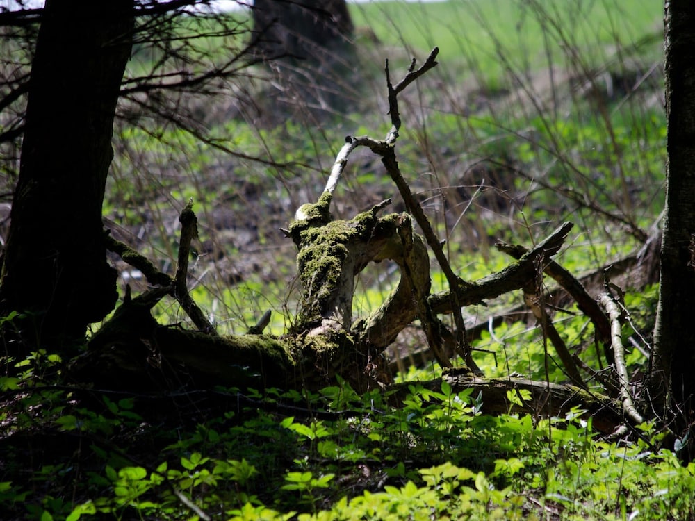 Doppelhaushalfte in Hasselfelde