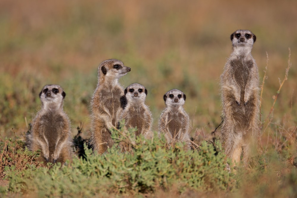 Ganora Guestfarm & Excursions