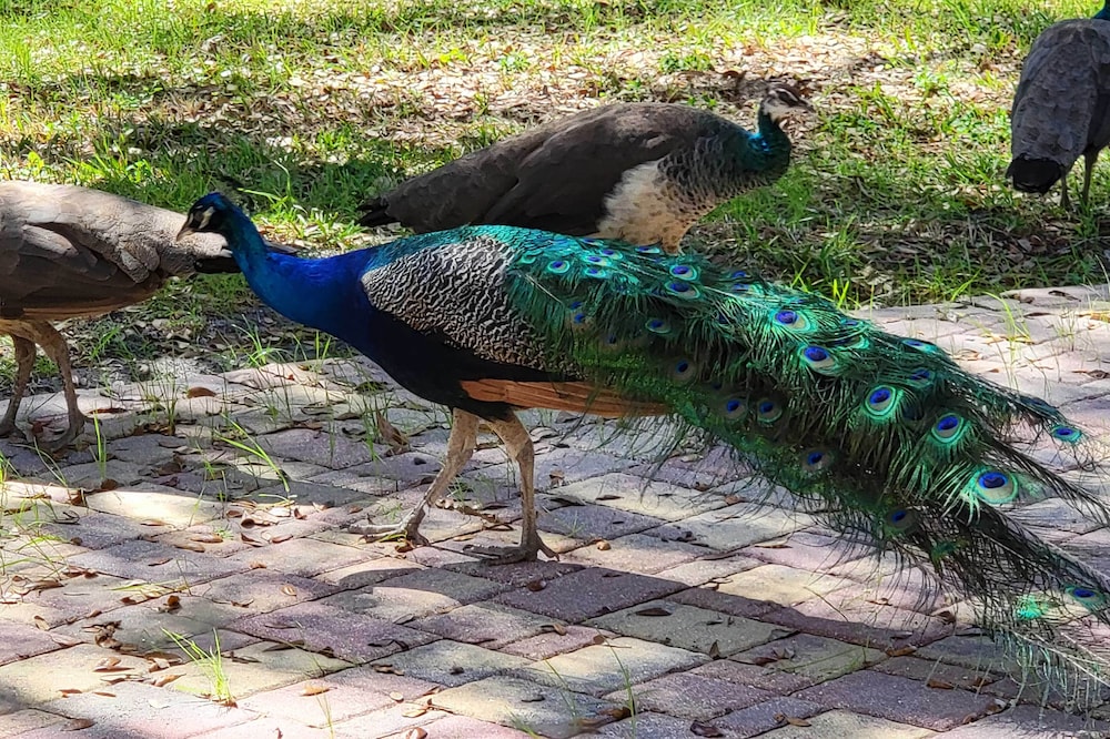 The Peacock Farm Largo Home + Outdoor Oasis! view 4