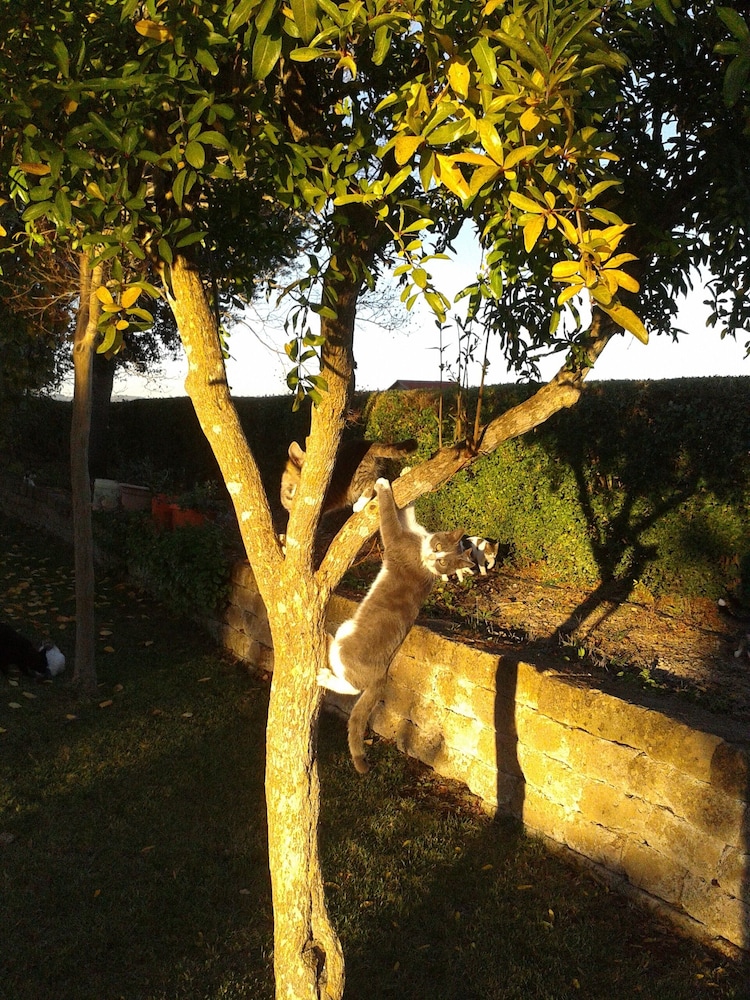 Photo 36