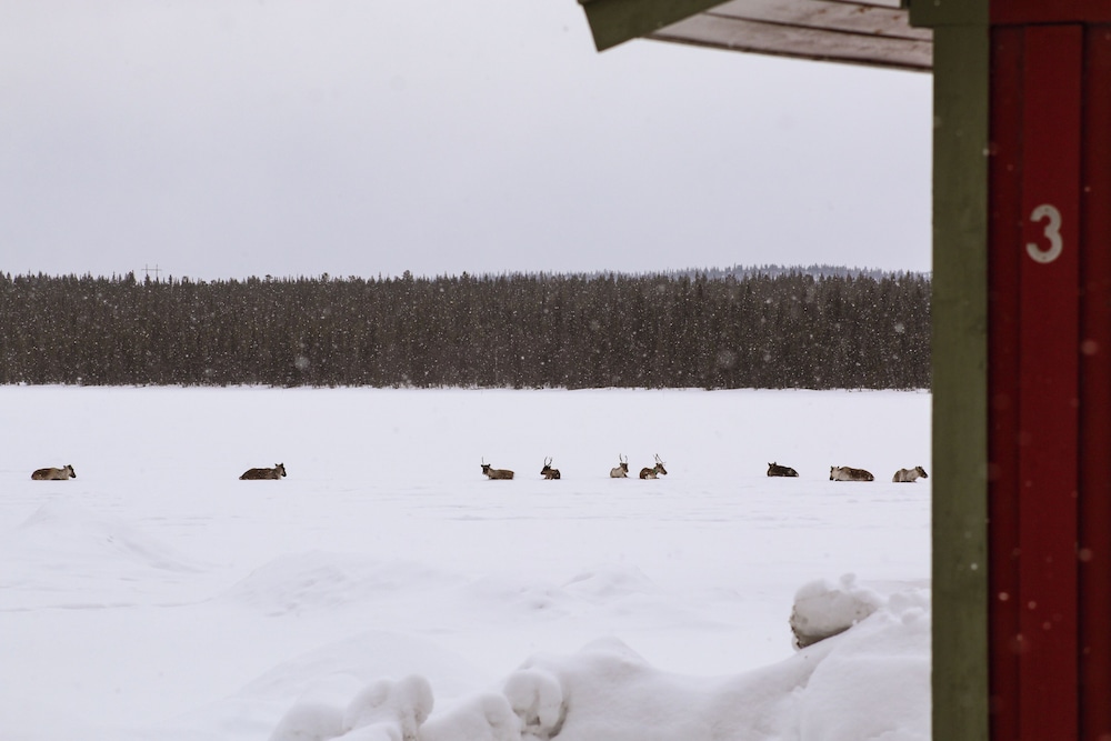 Camp Alta Kiruna