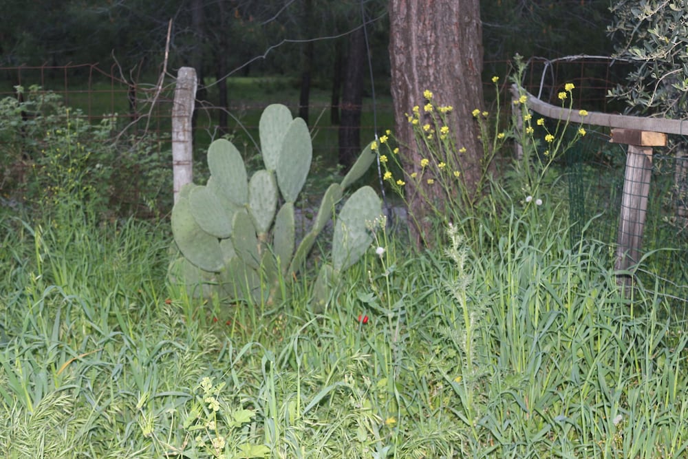 Photo 44