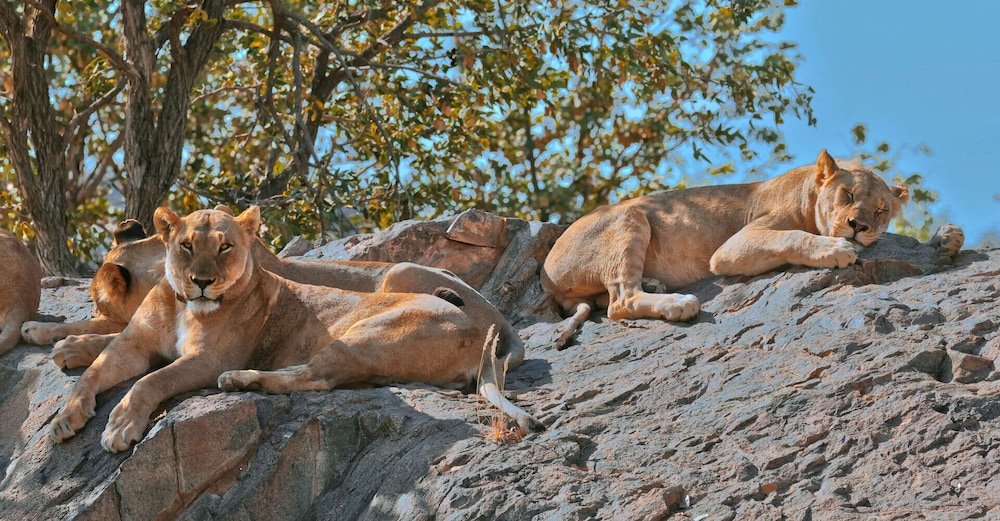 Hobatere Lodge