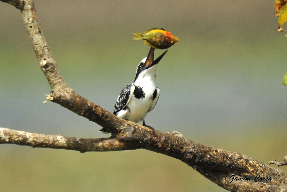 Captains Bird Safari Lodge