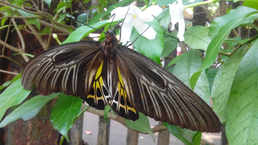 Goa Velha Guest House