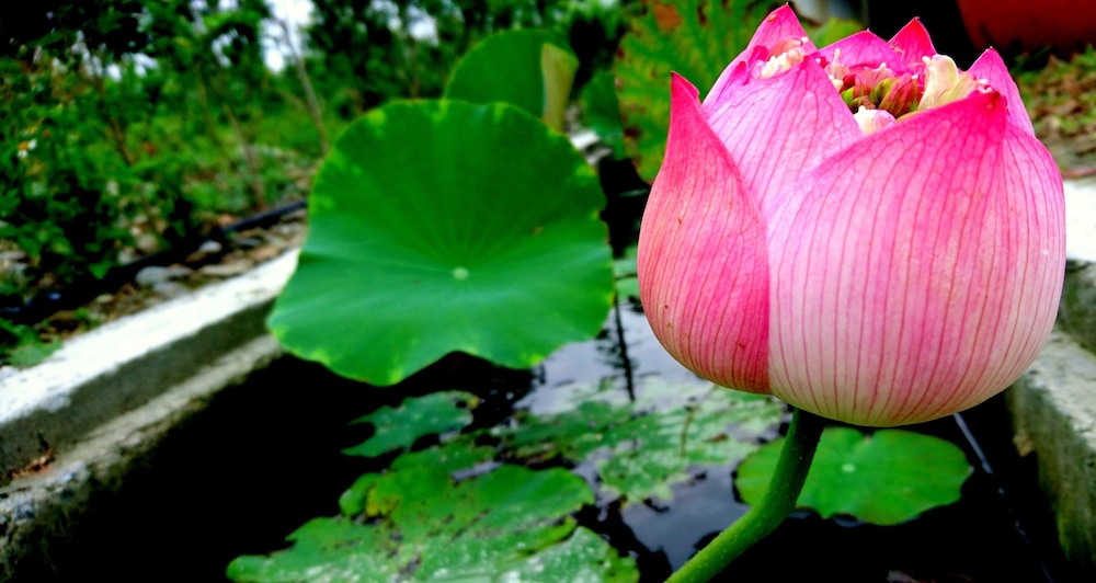 Marsu Xincheng SeaView Vegetarian B&B