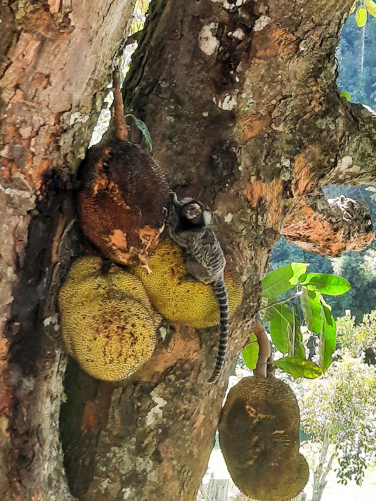 Pousada Arara Valença - RJ