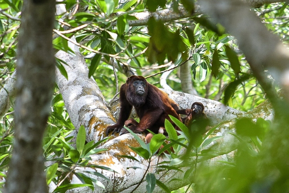 Taorayiná nature reserve