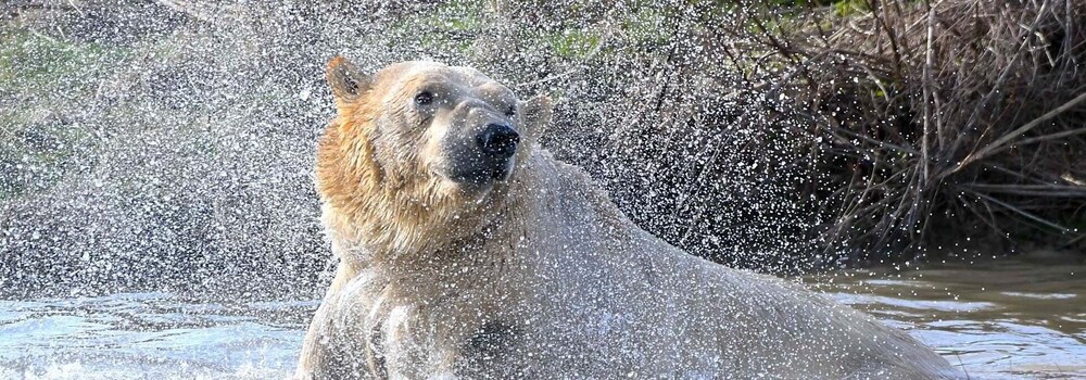 Doncaster Vacations - Hex Wildlife Hotel - Property Image 21