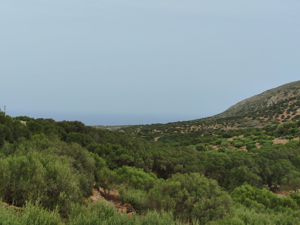 Photo 45