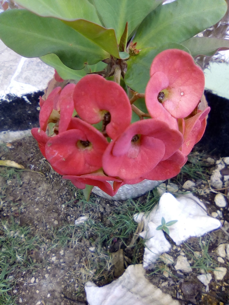 Pyeaca Guesthouse view 5