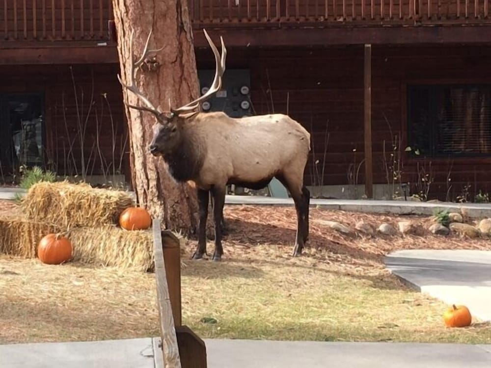 Estes Park Condos - Property Image 149