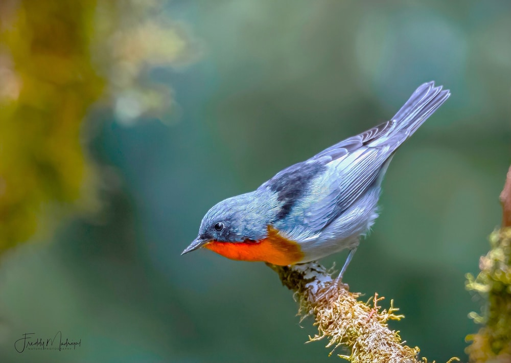 Sueños Natura Birding & Photography