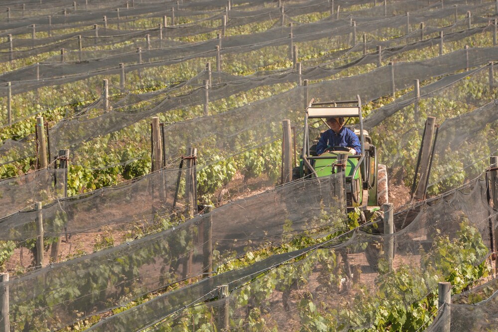 Agrelo Vines Lodge - Image 4