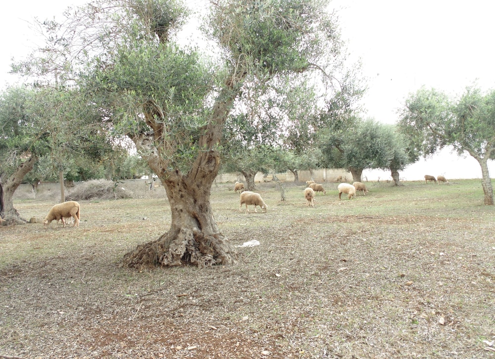 Welcome to Alberobello
