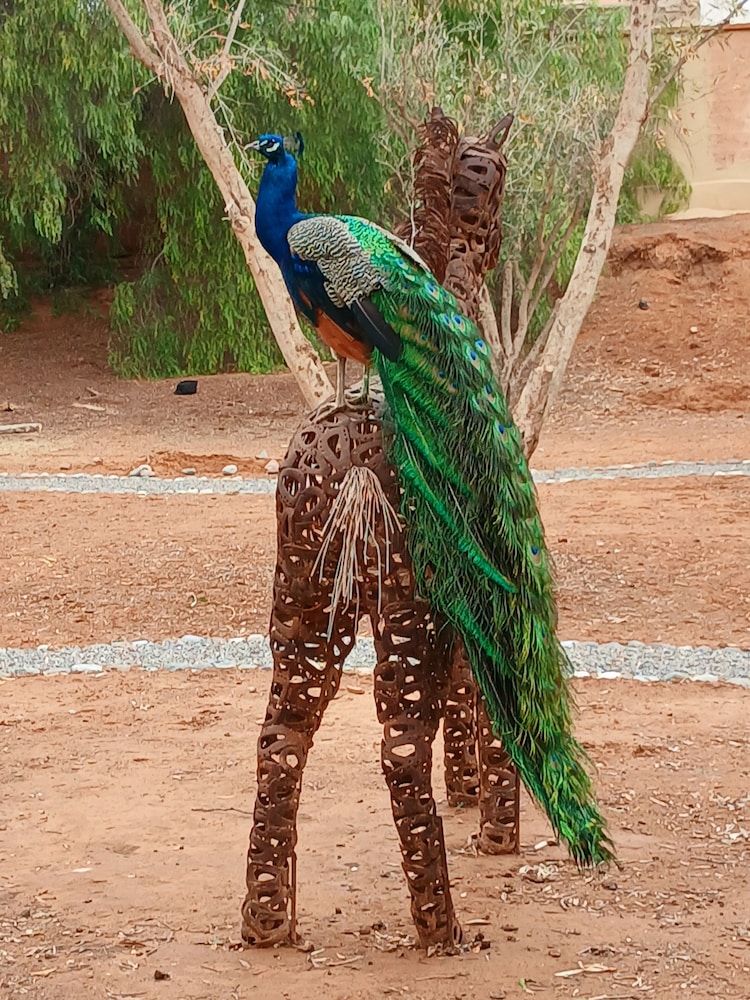 Riad Jardin des Orangers