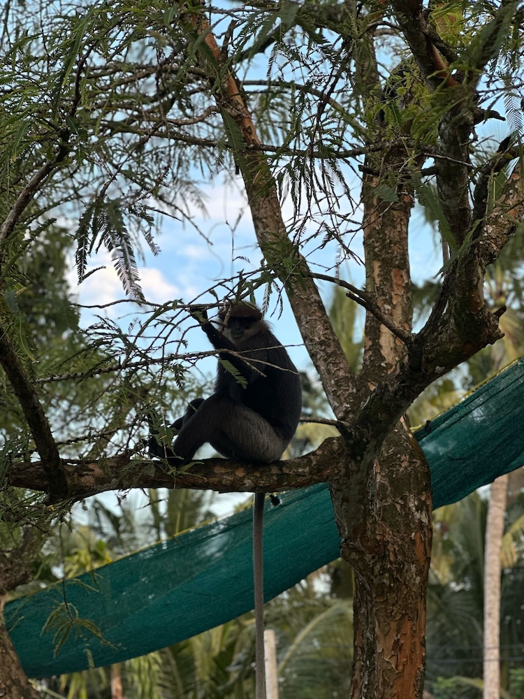 Mango Tree Villa