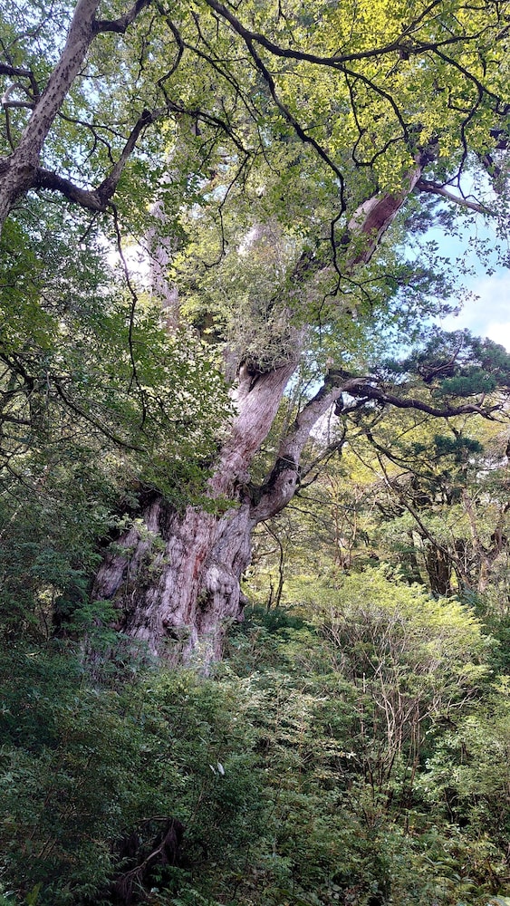 Minshuku Umikawa