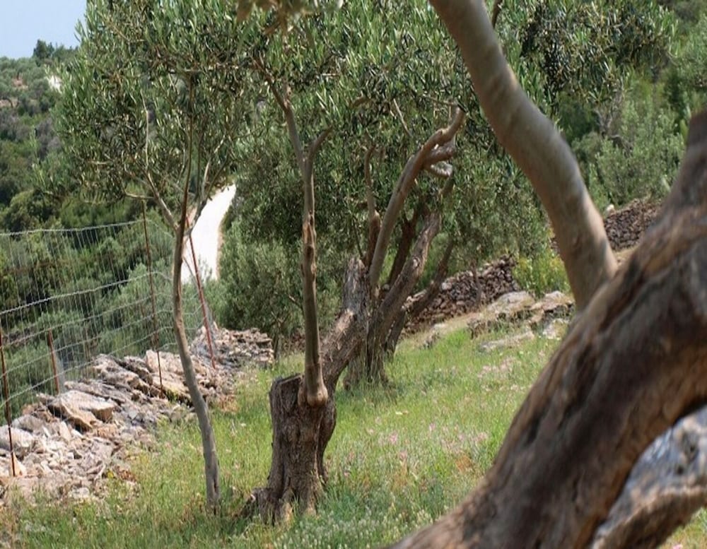 Photo 26