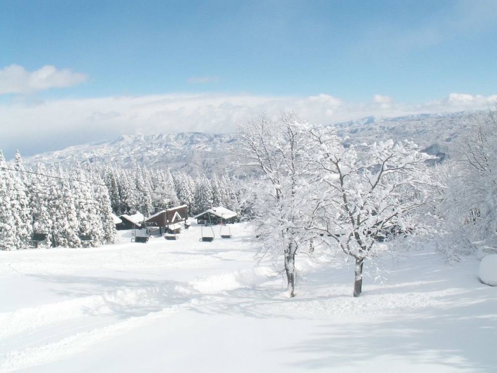 Edelweiss Akakura