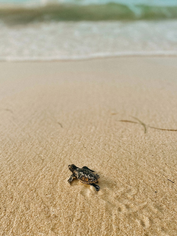 Urraca Monkey Island Eco Resort