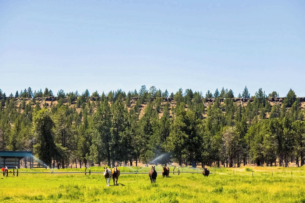 1 BR Bunk House on Long Hollow Ranch, Dog Friendly