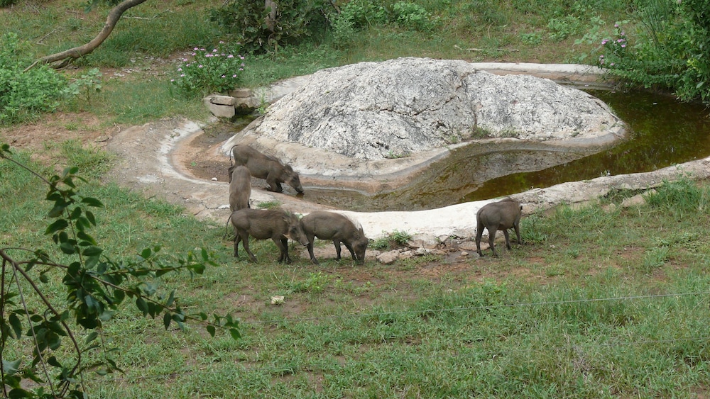 Baluleni Safari Lodge