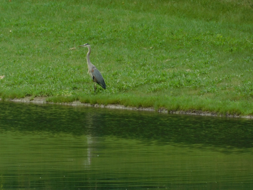 Evonne's Sharing House - Property Image 19