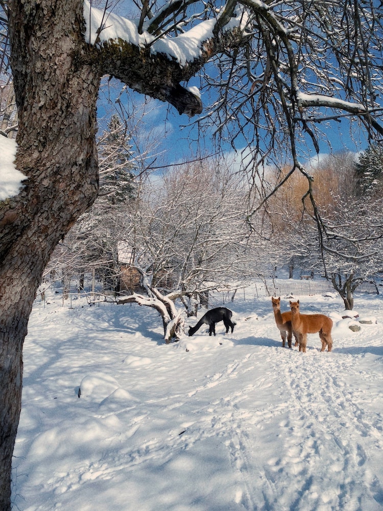 Relaxing Nature Retreat Perfect for Large Groups
