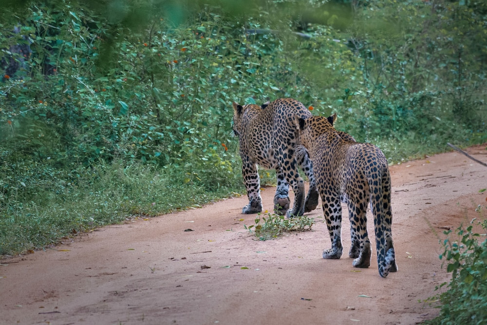 Funky Leopard Safari Lodge Bordering Yala National Park - Hostel