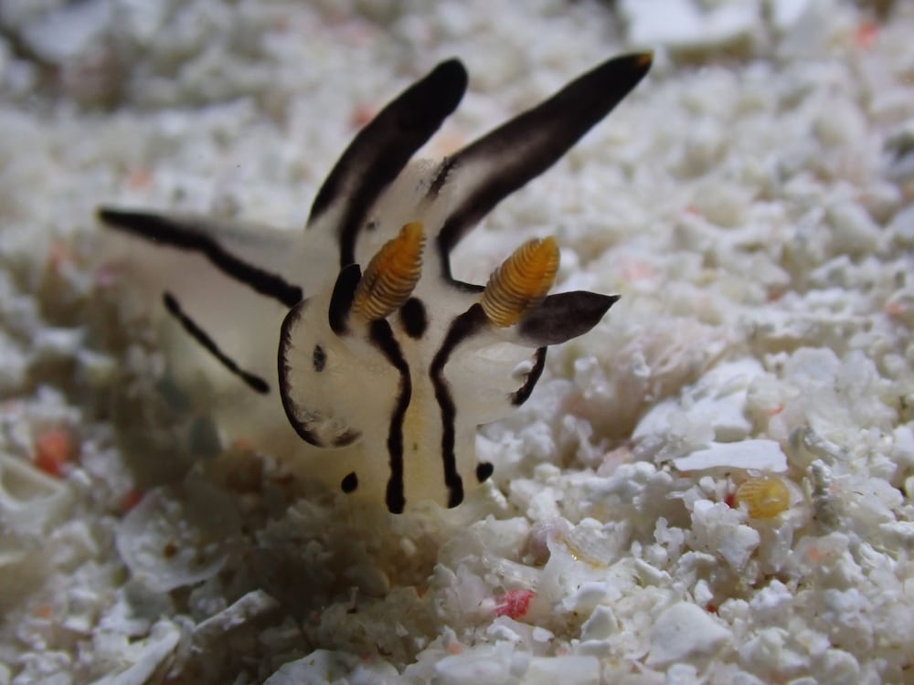 ANDAU DIVE RESORT - RAJA AMPAT