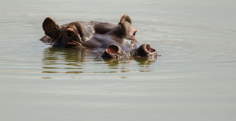 Elandela Private Game Reserve & Luxury Lodge