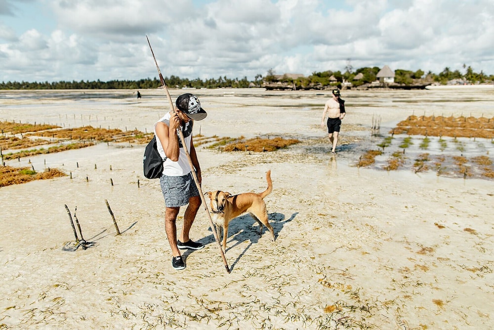 The Island - Pongwe Lodge - Adults Only